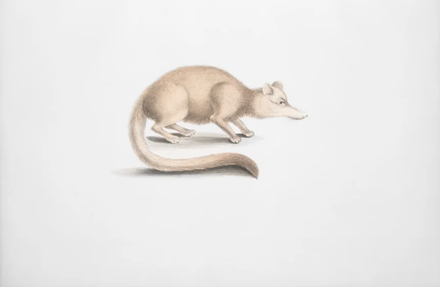 코피 루왁 베트남 최고의 맛과 비밀