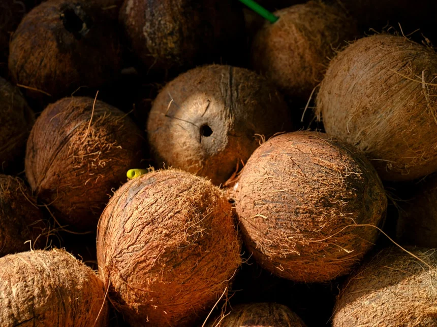 Coconut