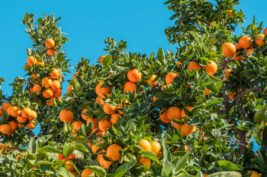 Fruit