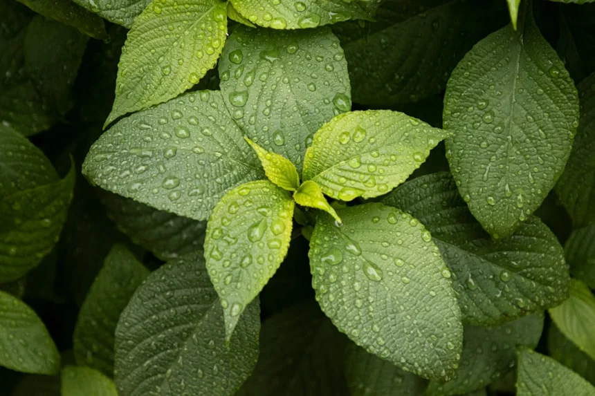 Mint