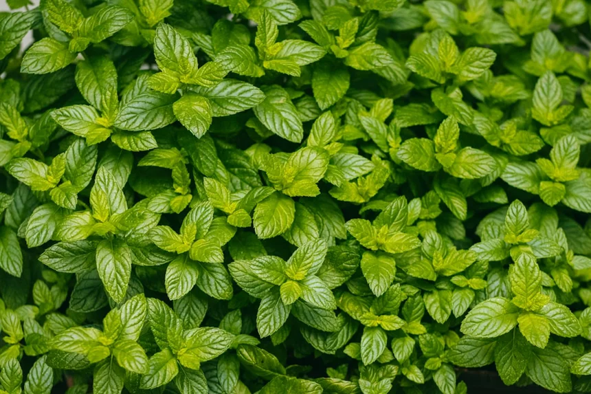 Mint